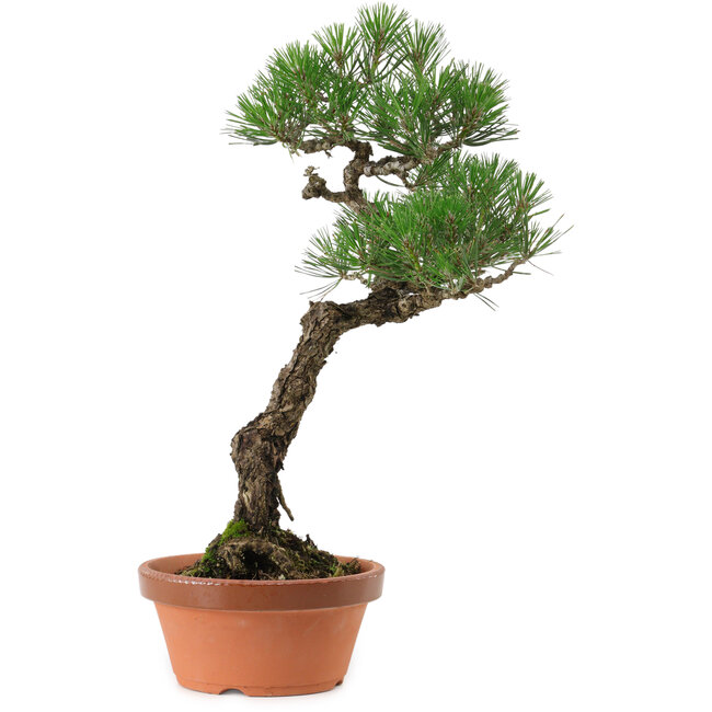 Pinus thunbergii, 44 cm, ± 35 years old, with a nebari of 8 cm