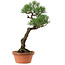 Pinus thunbergii, 44 cm, ± 35 years old, with a nebari of 8 cm