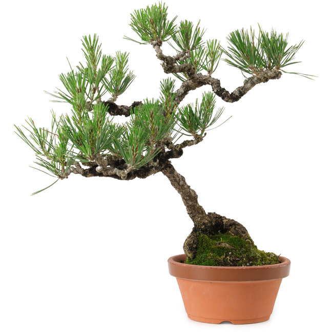 Pinus thunbergii, 43 cm, ca. 35 Jahre alt, mit einem Wurzelhals von 10 cm