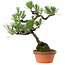 Pinus thunbergii, 43 cm, ca. 35 Jahre alt, mit einem Wurzelhals von 10 cm