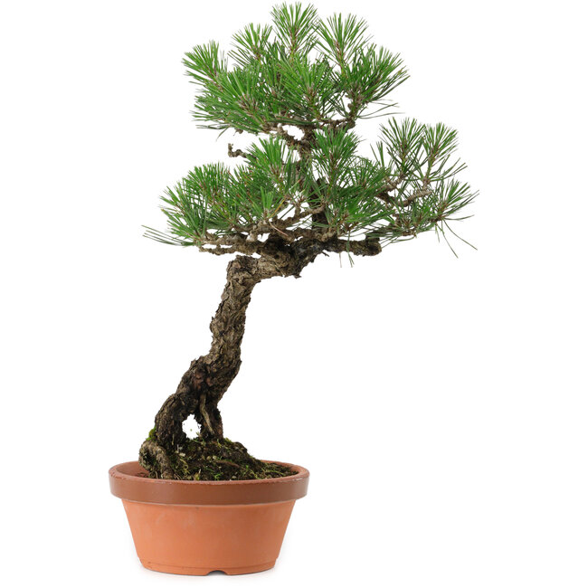 Pinus thunbergii, 44 cm, ± 35 years old, with a nebari of 8 cm