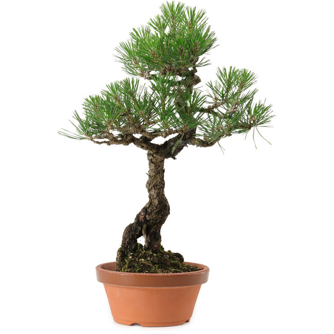 Pinus thunbergii, 44 cm, ± 35 years old, with a nebari of 8 cm