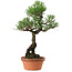 Pinus thunbergii, 44 cm, ± 35 years old, with a nebari of 8 cm