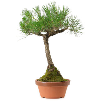Pinus thunbergii, 43 cm, ± 35 years old