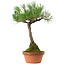 Pinus thunbergii, 43 cm, ± 35 years old, with a nebari of 11 cm