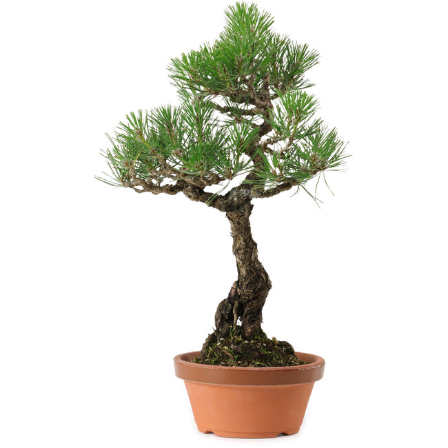 Pinus thunbergii, 44 cm, ± 35 years old, with a nebari of 8 cm