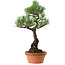 Pinus thunbergii, 44 cm, ± 35 years old, with a nebari of 8 cm