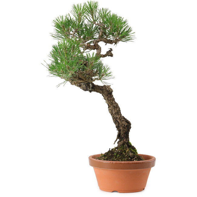 Pinus thunbergii, 44 cm, ± 35 years old, with a nebari of 8 cm