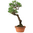 Pinus thunbergii, 44 cm, ± 35 years old, with a nebari of 8 cm