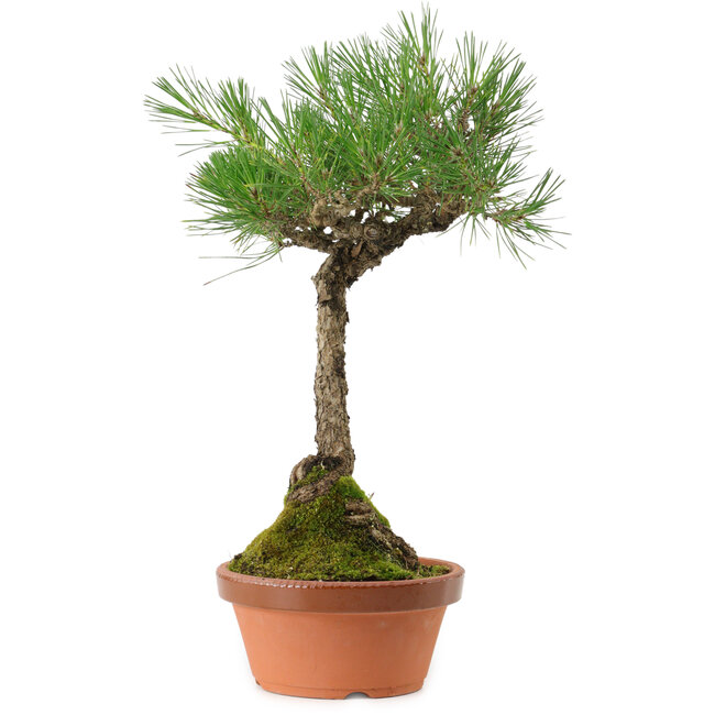 Pinus thunbergii, 43 cm, ± 35 jaar oud, met een nebari van 11 cm.
