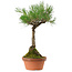 Pinus thunbergii, 43 cm, ca. 35 Jahre alt, mit einem Wurzelhals von 11 cm