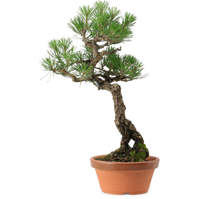Pinus thunbergii, 44 cm, ± 35 years old, with a nebari of 8 cm