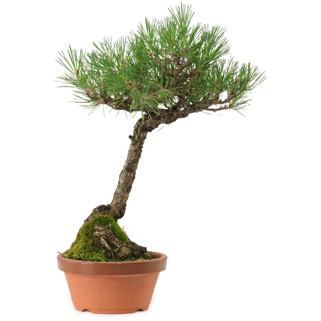 Pinus thunbergii, 43 cm, ± 35 ans, avec un nebari de 11 cm