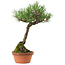 Pinus thunbergii, 43 cm, ± 35 anni, con nebari di 11 cm