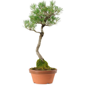 Pinus thunbergii, 45 cm, ± 35 Jahre alt