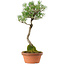 Pinus thunbergii, 45 cm, ± 35 anni, con nebari di 6 cm