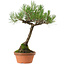 Pinus thunbergii, 43 cm, ca. 35 Jahre alt, mit einem Wurzelhals von 11 cm