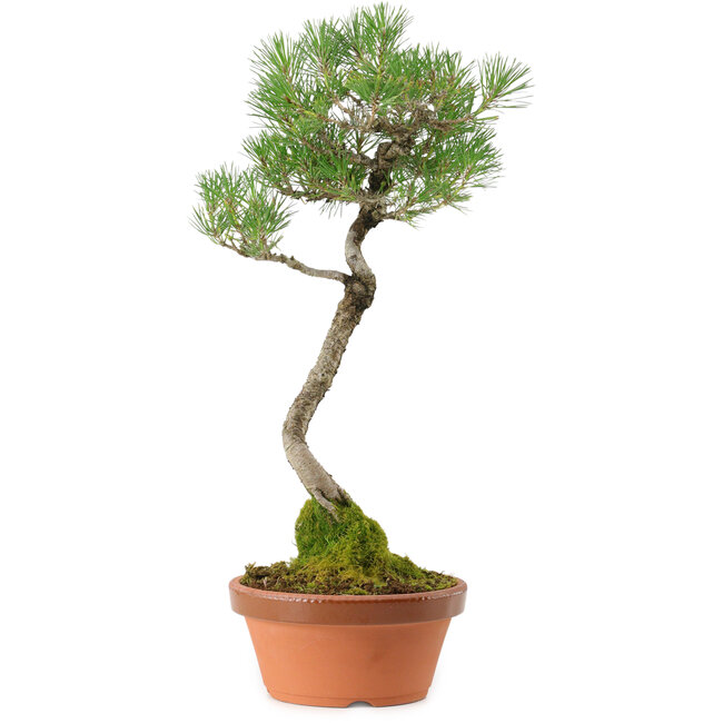 Pinus thunbergii, 45 cm, ± 35 years old, with a nebari of 6 cm