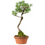 Pinus thunbergii, 45 cm, ± 35 years old, with a nebari of 6 cm