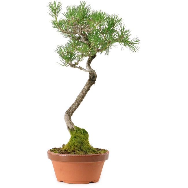Pinus thunbergii, 45 cm, ± 35 years old, with a nebari of 6 cm