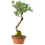 Pinus thunbergii, 45 cm, ± 35 anni, con nebari di 6 cm