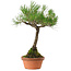 Pinus thunbergii, 43 cm, ± 35 years old, with a nebari of 11 cm