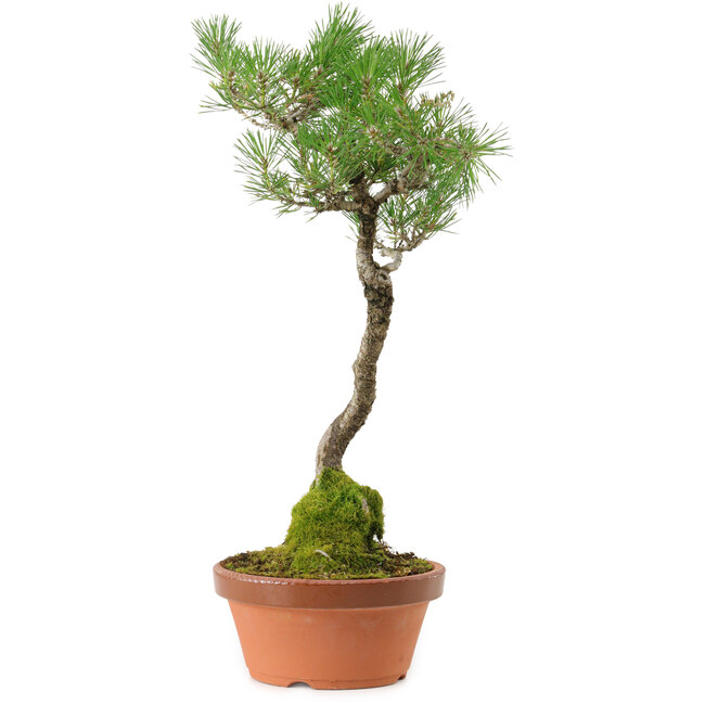 Pinus thunbergii, 45 cm, ± 35 años, con un nebari de 6 cm.