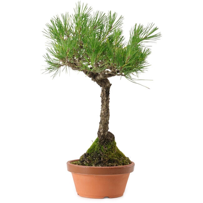 Pinus thunbergii, 43 cm, ± 35 jaar oud, met een nebari van 11 cm.