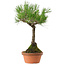 Pinus thunbergii, 43 cm, ± 35 years old, with a nebari of 11 cm