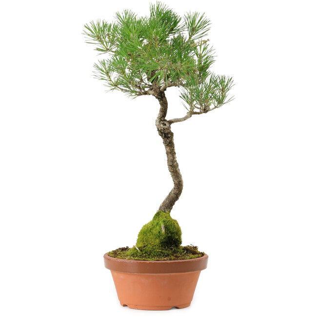 Pinus thunbergii, 45 cm, ± 35 years old, with a nebari of 6 cm