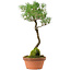 Pinus thunbergii, 45 cm, ± 35 años, con un nebari de 6 cm.
