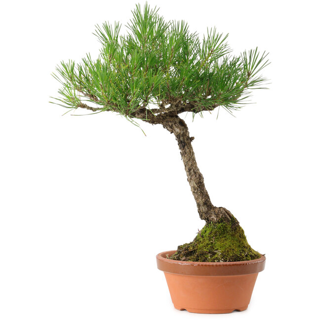 Pinus thunbergii, 43 cm, ± 35 anni, con nebari di 11 cm