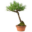 Pinus thunbergii, 43 cm, ± 35 jaar oud, met een nebari van 11 cm.
