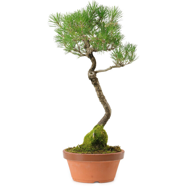 Pinus thunbergii, 45 cm, ca. 35 Jahre alt, mit einem Wurzelhals von 6 cm