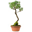 Pinus thunbergii, 45 cm, ± 35 years old, with a nebari of 6 cm