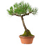 Pinus thunbergii, 43 cm, ± 35 anni, con nebari di 11 cm