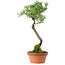 Pinus thunbergii, 45 cm, ± 35 years old, with a nebari of 6 cm