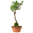 Pinus thunbergii, 45 cm, ca. 35 Jahre alt, mit einem Wurzelhals von 6 cm