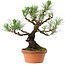 Pinus thunbergii, 37 cm, ca. 35 Jahre alt, mit einem Wurzelhals von 9 cm
