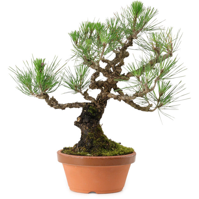 Pinus thunbergii, 37 cm, ± 35 years old, with a nebari of 9 cm
