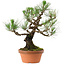 Pinus thunbergii, 37 cm, ± 35 jaar oud, met een nebari van 9 cm.