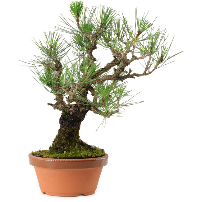 Pinus thunbergii, 37 cm, ± 35 ans, avec un nebari de 9 cm