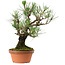 Pinus thunbergii, 37 cm, ± 35 anni, con nebari di 9 cm