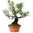 Pinus thunbergii, 37 cm, ± 35 years old, with a nebari of 9 cm