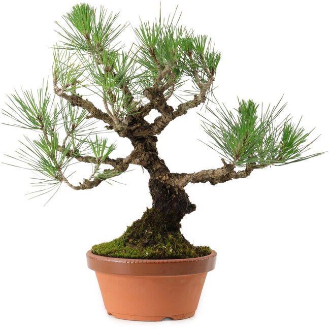 Pinus thunbergii, 37 cm, ca. 35 Jahre alt, mit einem Wurzelhals von 9 cm