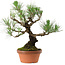 Pinus thunbergii, 37 cm, ca. 35 Jahre alt, mit einem Wurzelhals von 9 cm