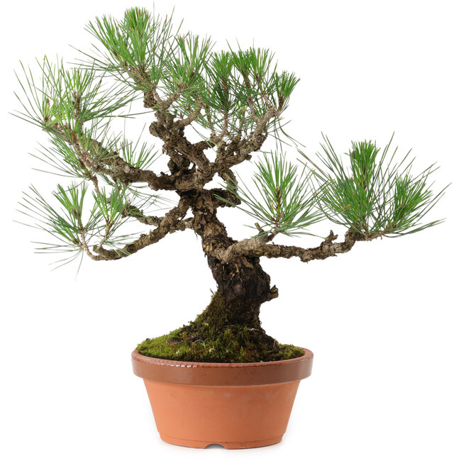 Pinus thunbergii, 37 cm, ca. 35 Jahre alt, mit einem Wurzelhals von 9 cm