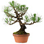 Pinus thunbergii, 37 cm, ca. 35 Jahre alt, mit einem Wurzelhals von 9 cm