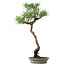 Pinus thunbergii, 60 cm, ± 25 anni, in vaso con un chip