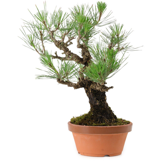 Pinus thunbergii, 37 cm, ca. 35 Jahre alt, mit einem Wurzelhals von 9 cm